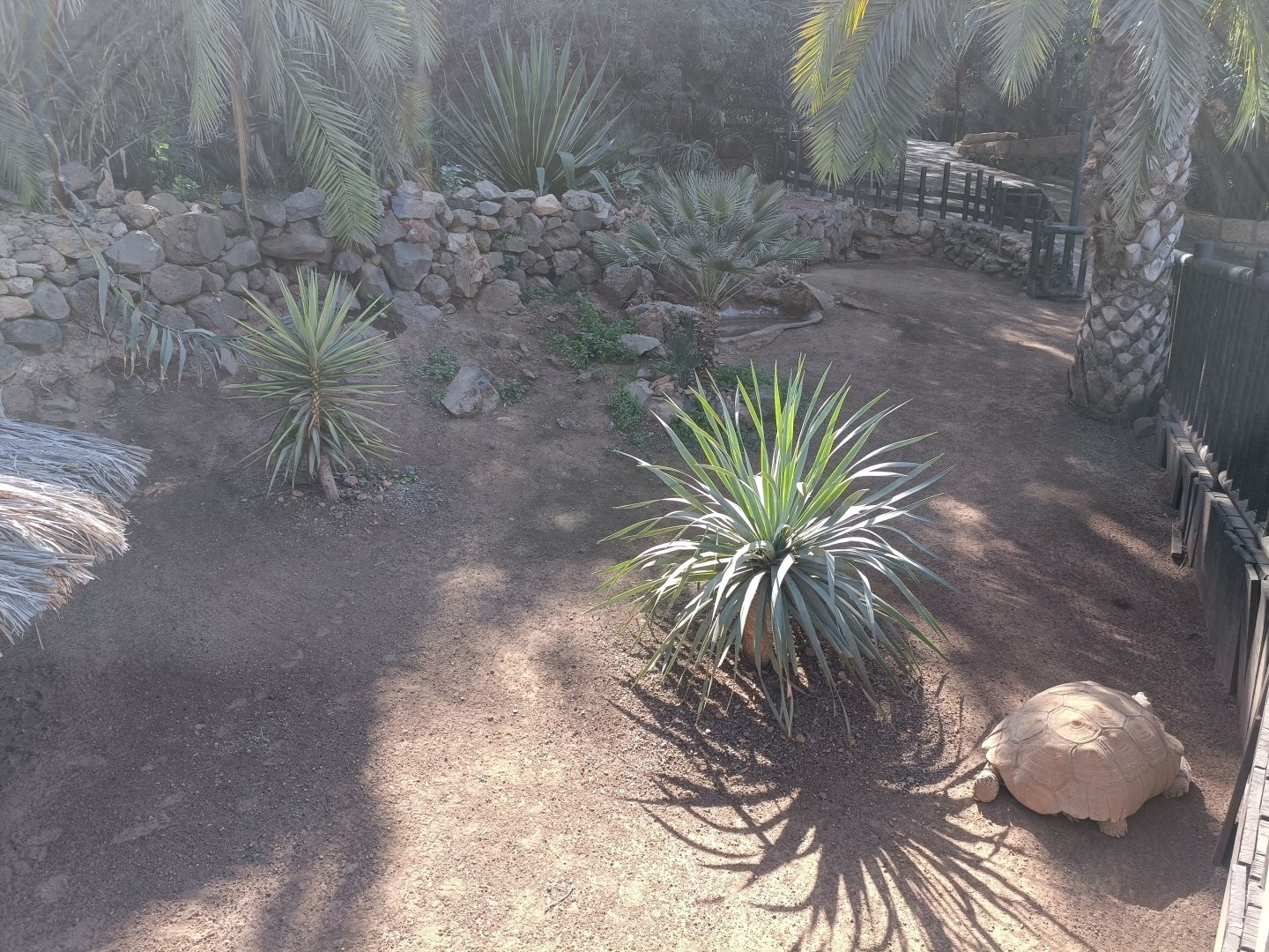 Sulcata tortoise exhibit