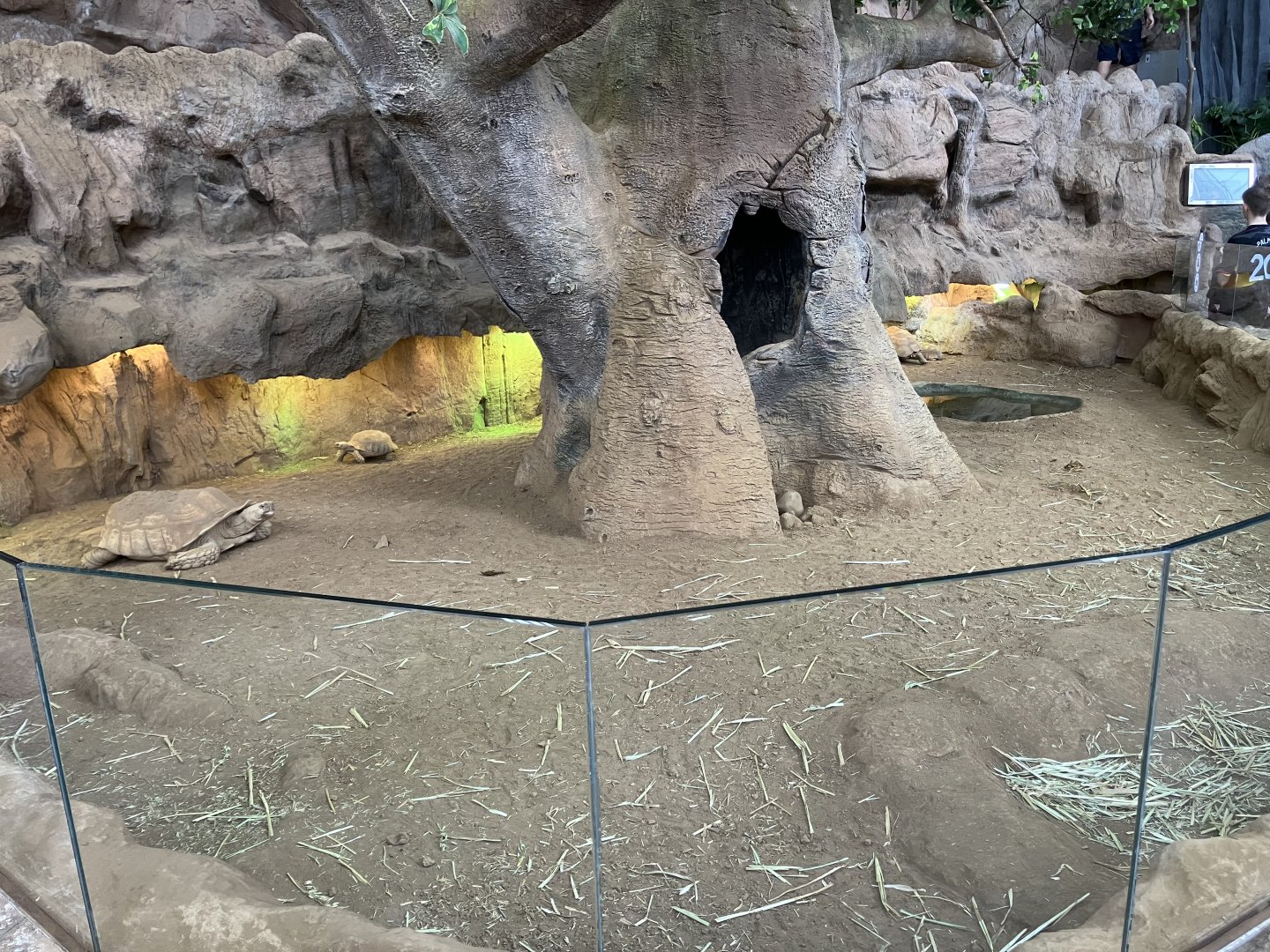 Sulcata tortoise exhibit