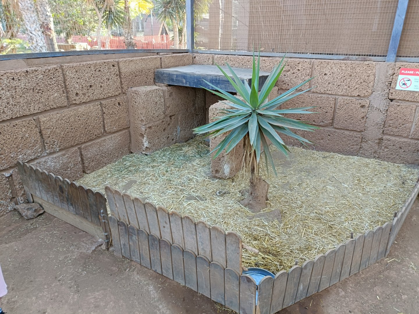 Sulcata tortoise exhibit