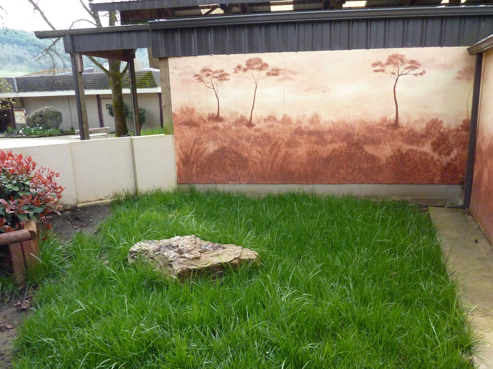 Sulcata Tortoise Exhibit