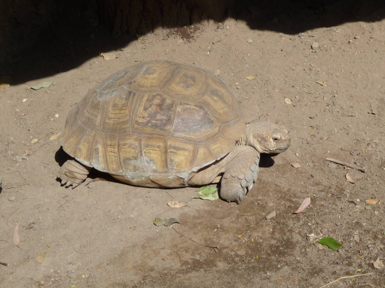 SULCATA TORTOISE GUADALAJARA ZOO