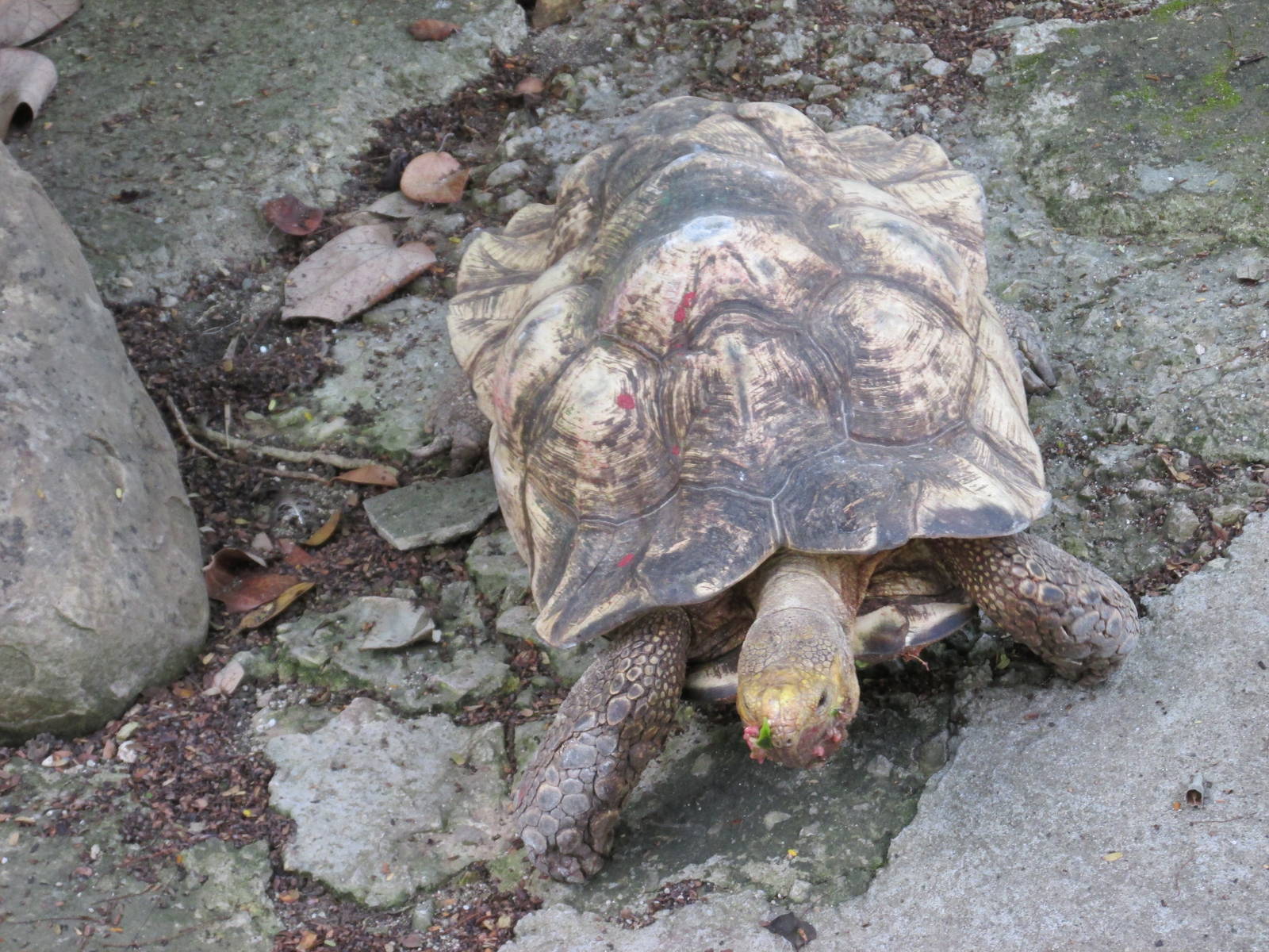sulcata tortoise havana zoo