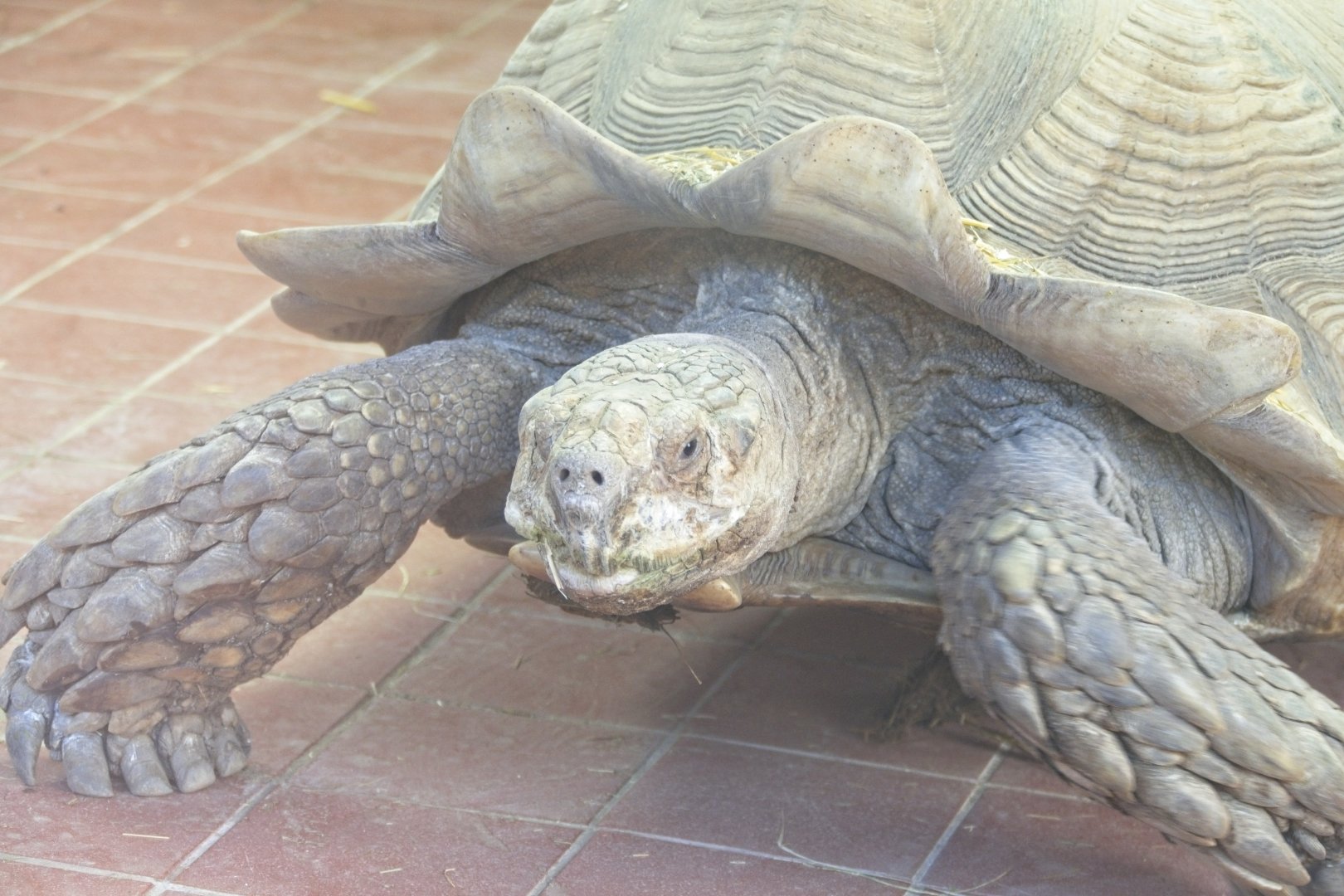 Sulcata Tortoise or African Spurred Tortoise