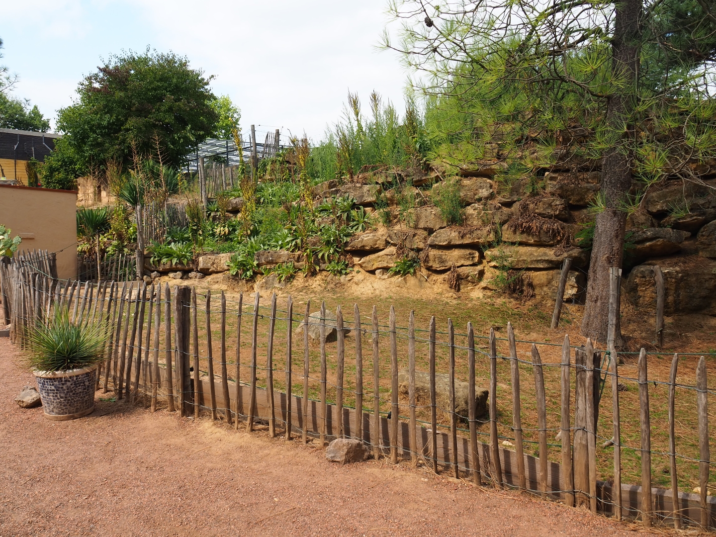 Sulcata tortoise paddock (Aug 28th, 2018)