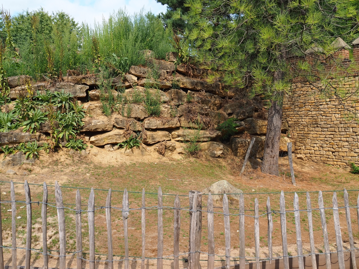 Sulcata tortoise paddock (Aug 28th, 2018)