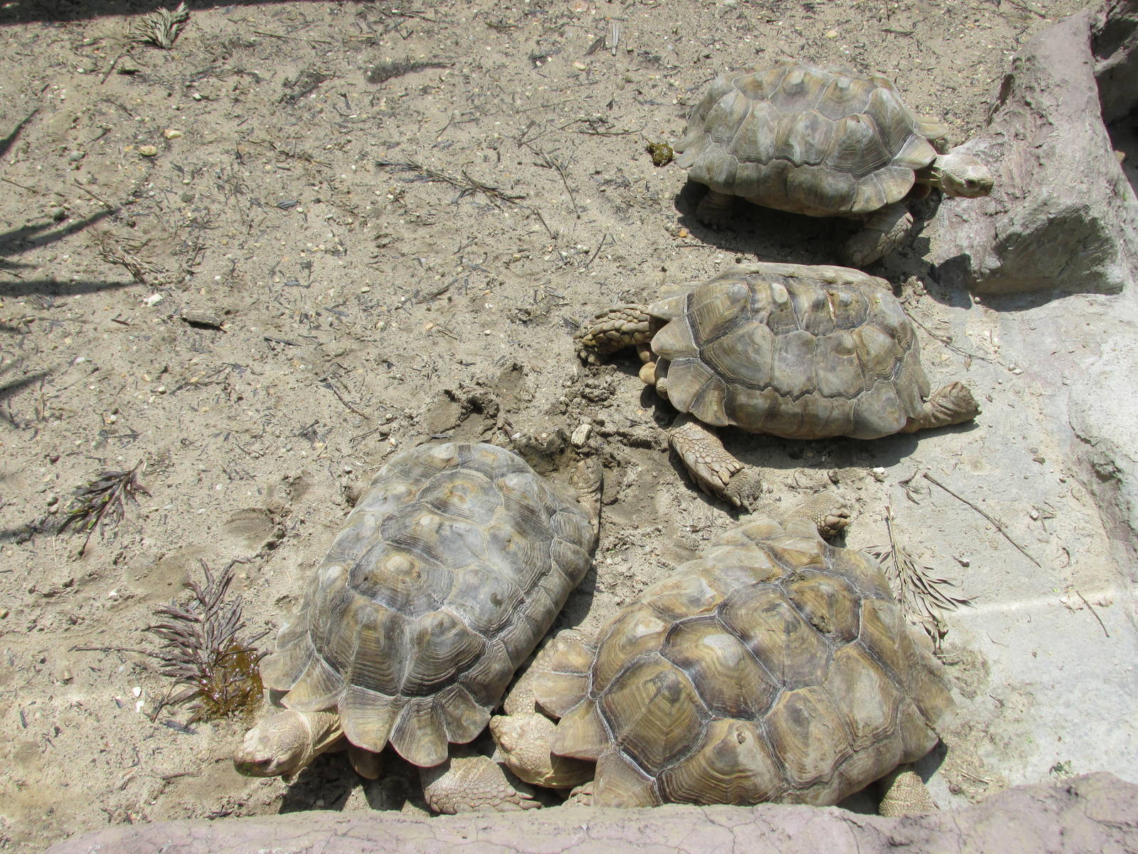 sulcata tortoise san juan de aragon zoo