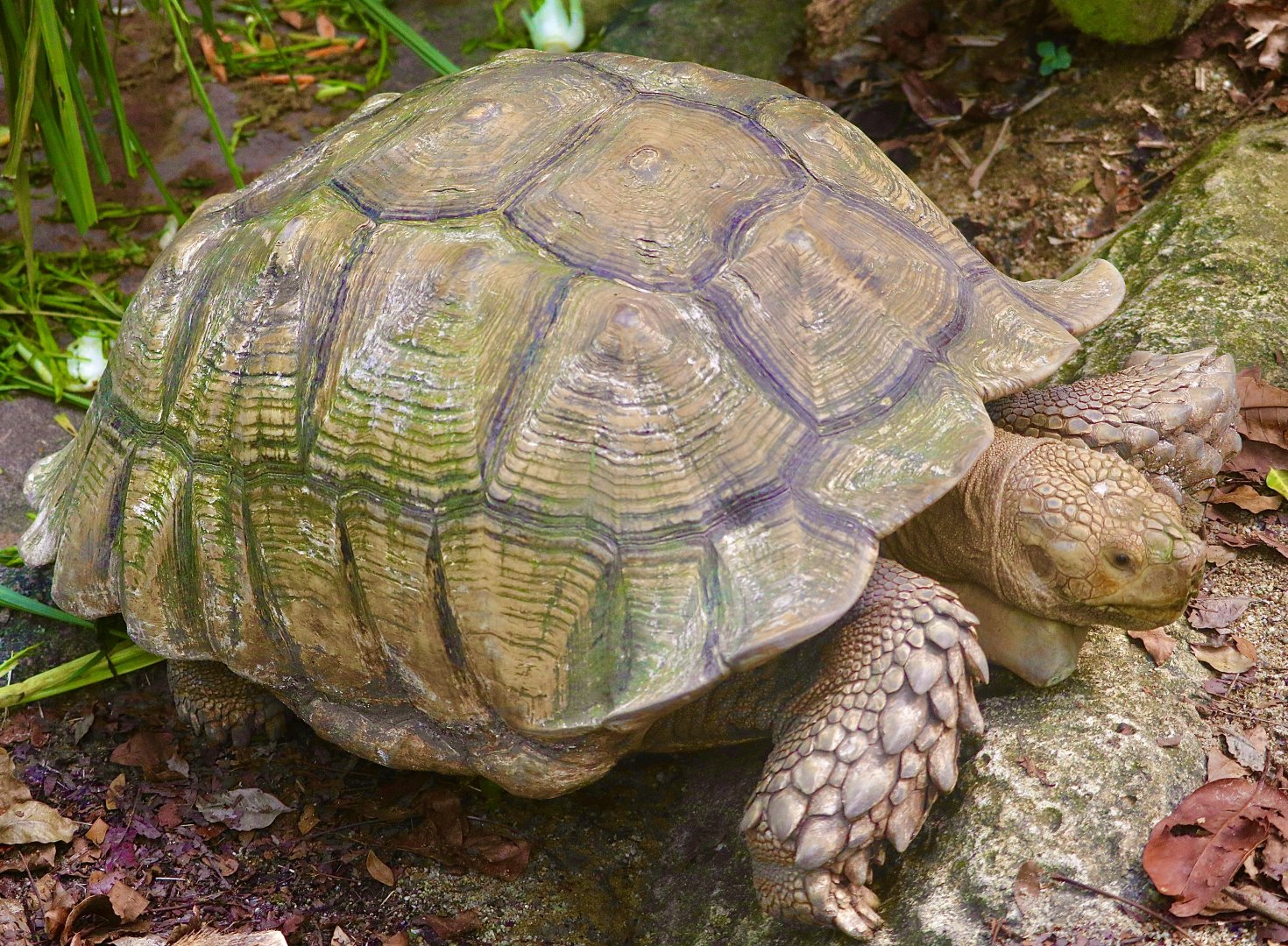 Sulcata Tortoise, “Sudanese” Variant (Centrochelys sulcata)