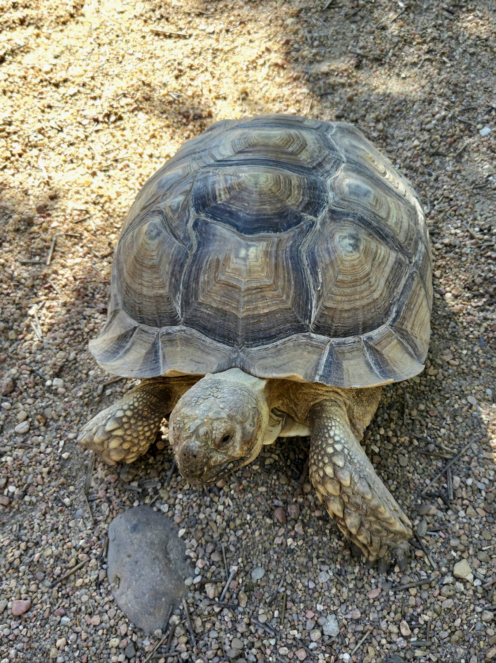 Sulcata Tortoise-Tanganyika Wildlife Park
