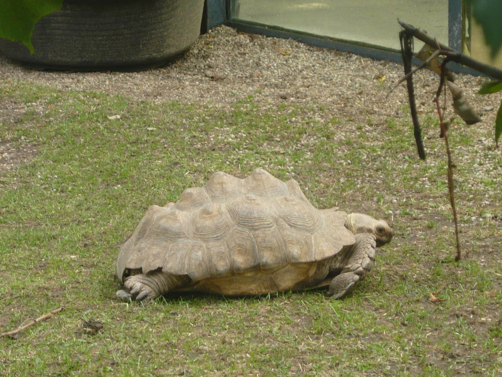 Sulcata tortoise with pyramiding