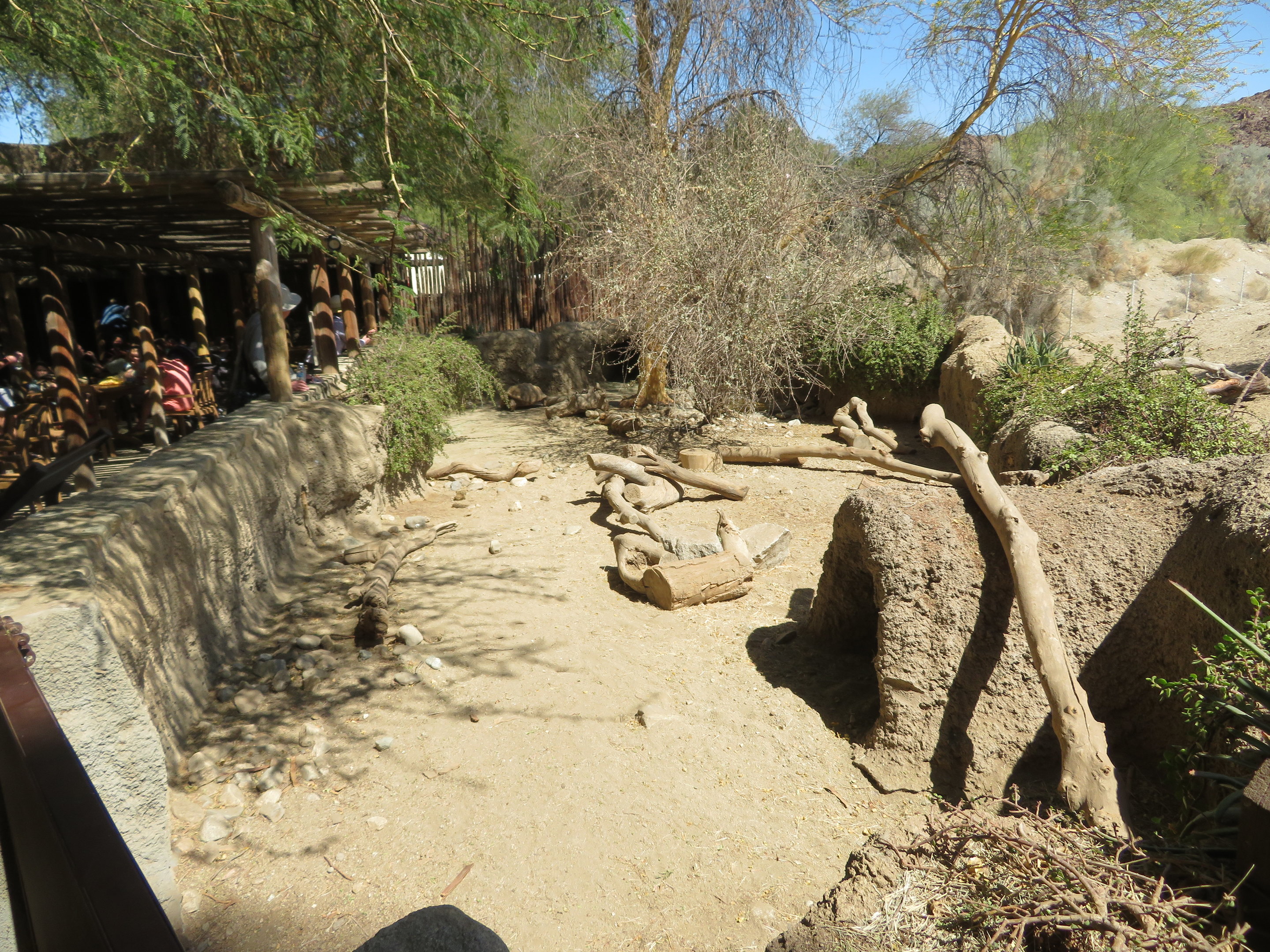 Sulcata Tortoise Yard