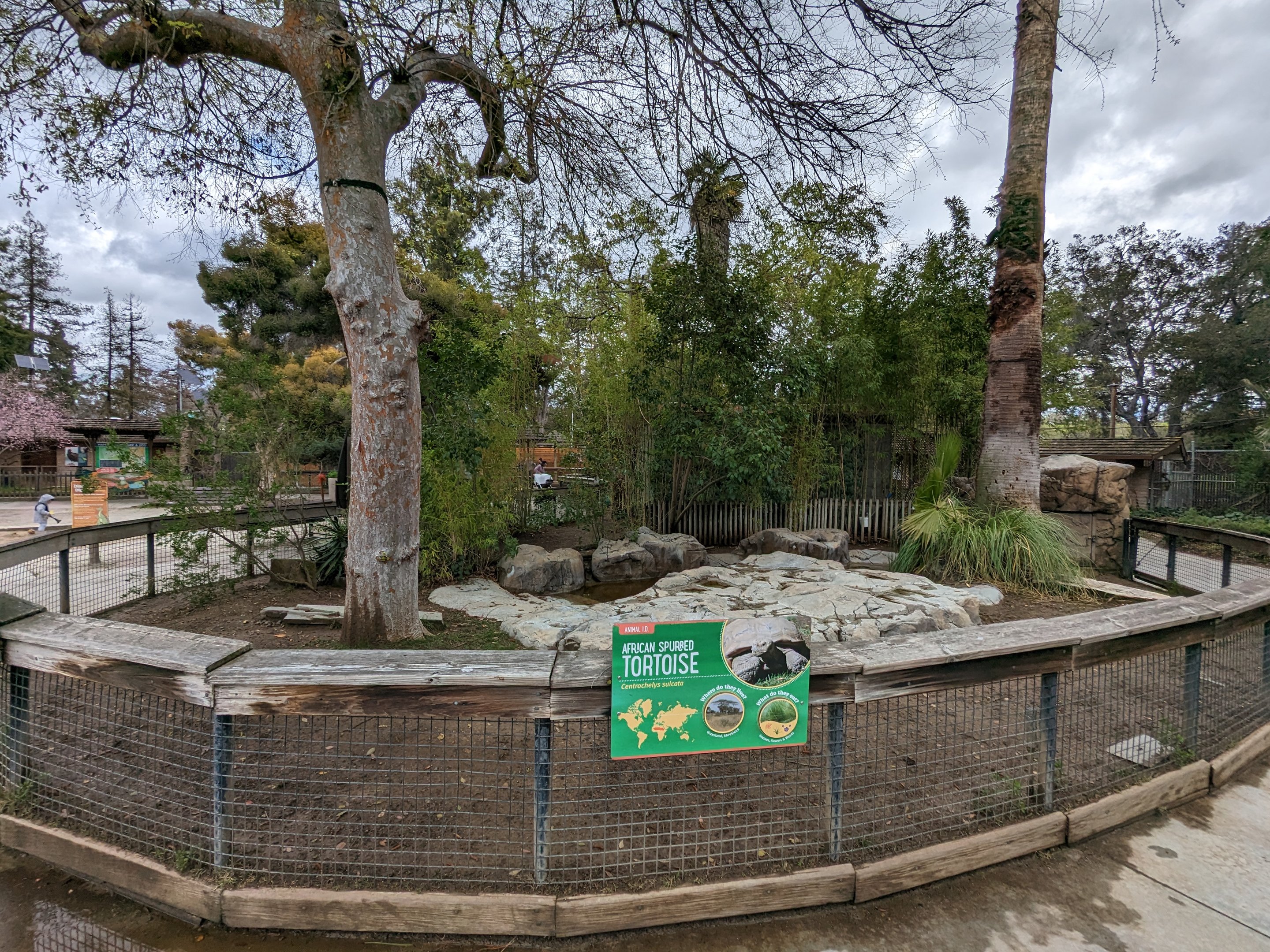 Sulcata tortoise yard