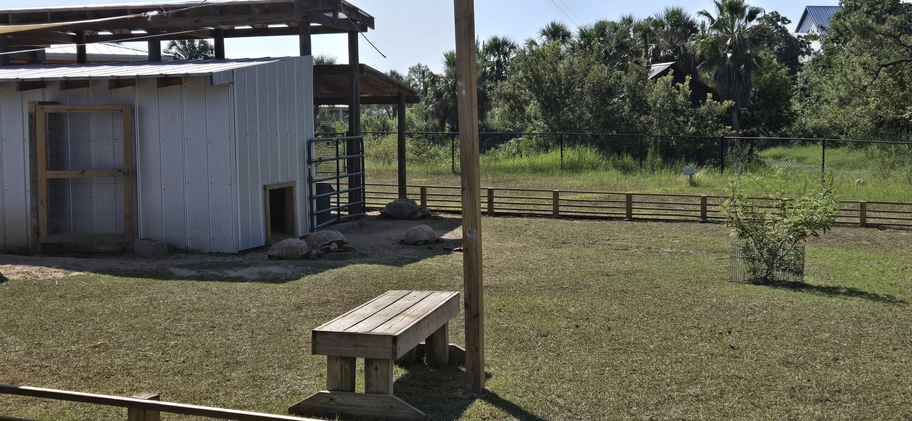 Sulcata tortoise yard