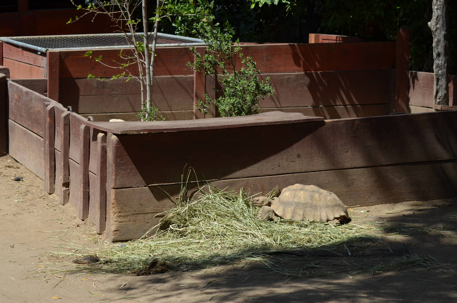 Sulcata Tortoise Yards