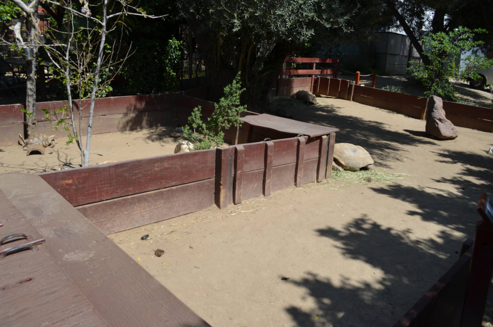 Sulcata Tortoise Yards