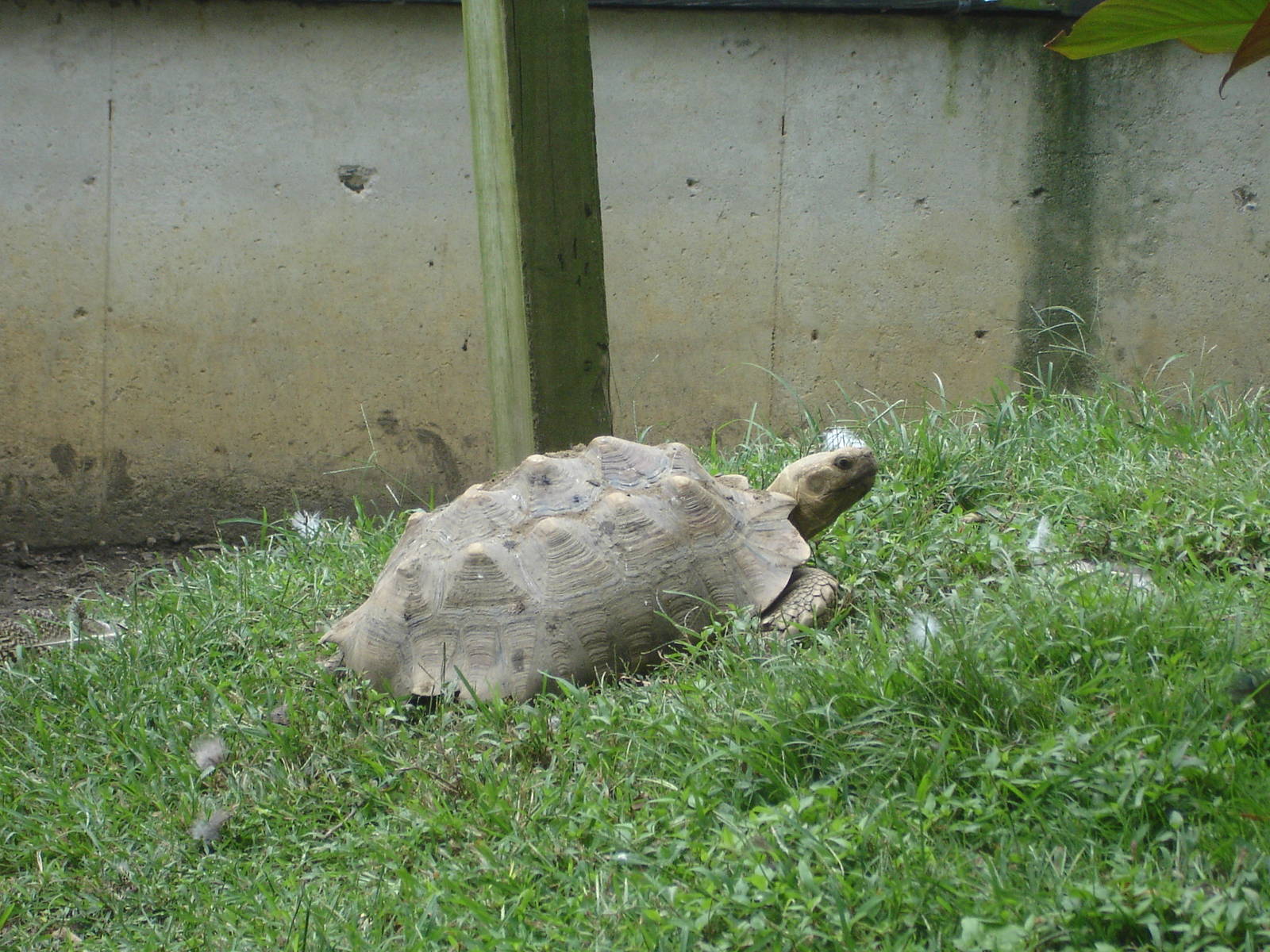 Sulcata Tortoise