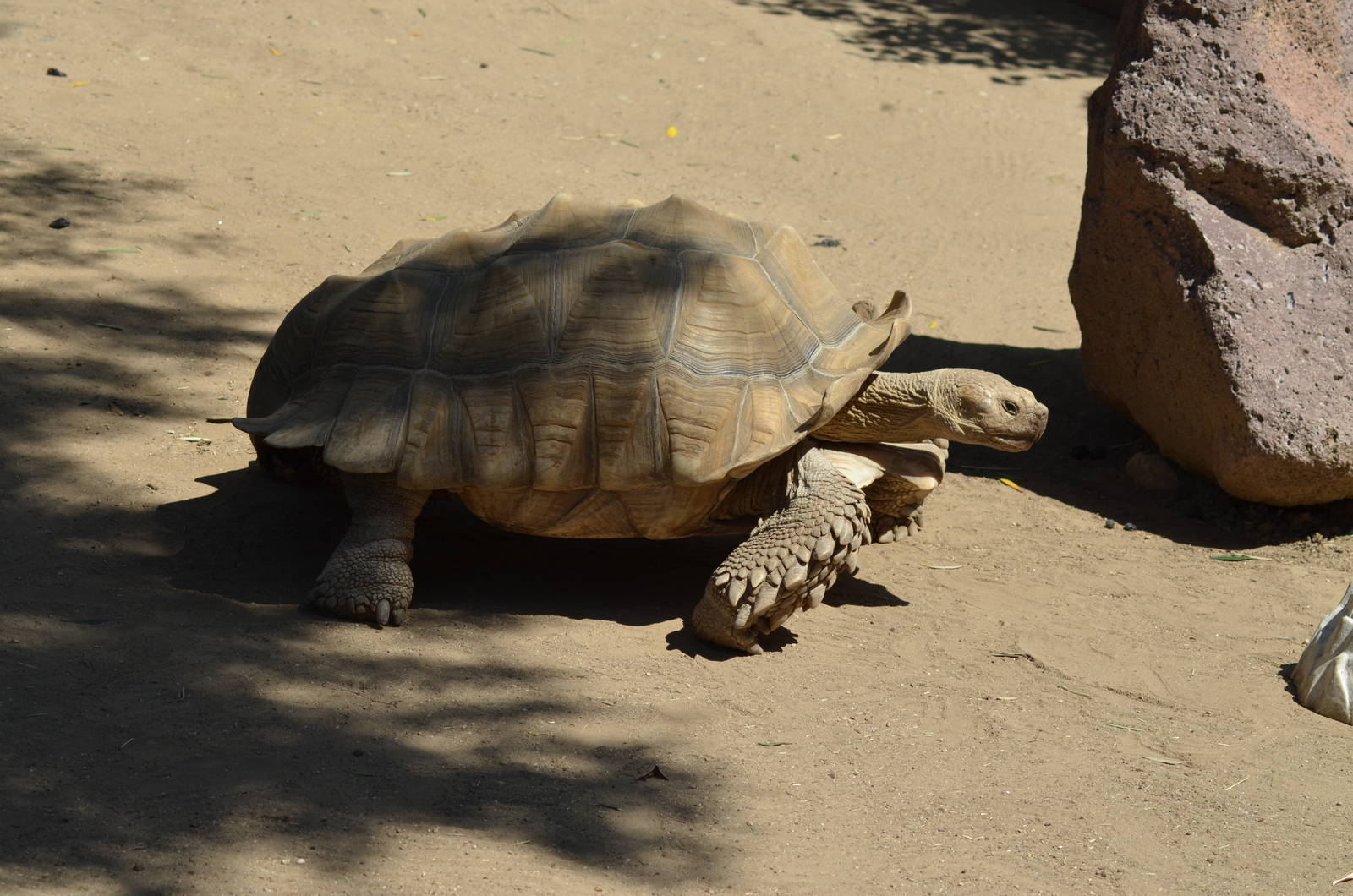 Sulcata Tortoise