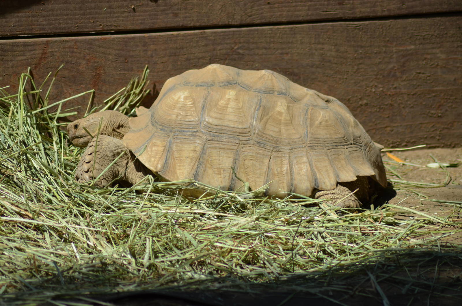 Sulcata Tortoise