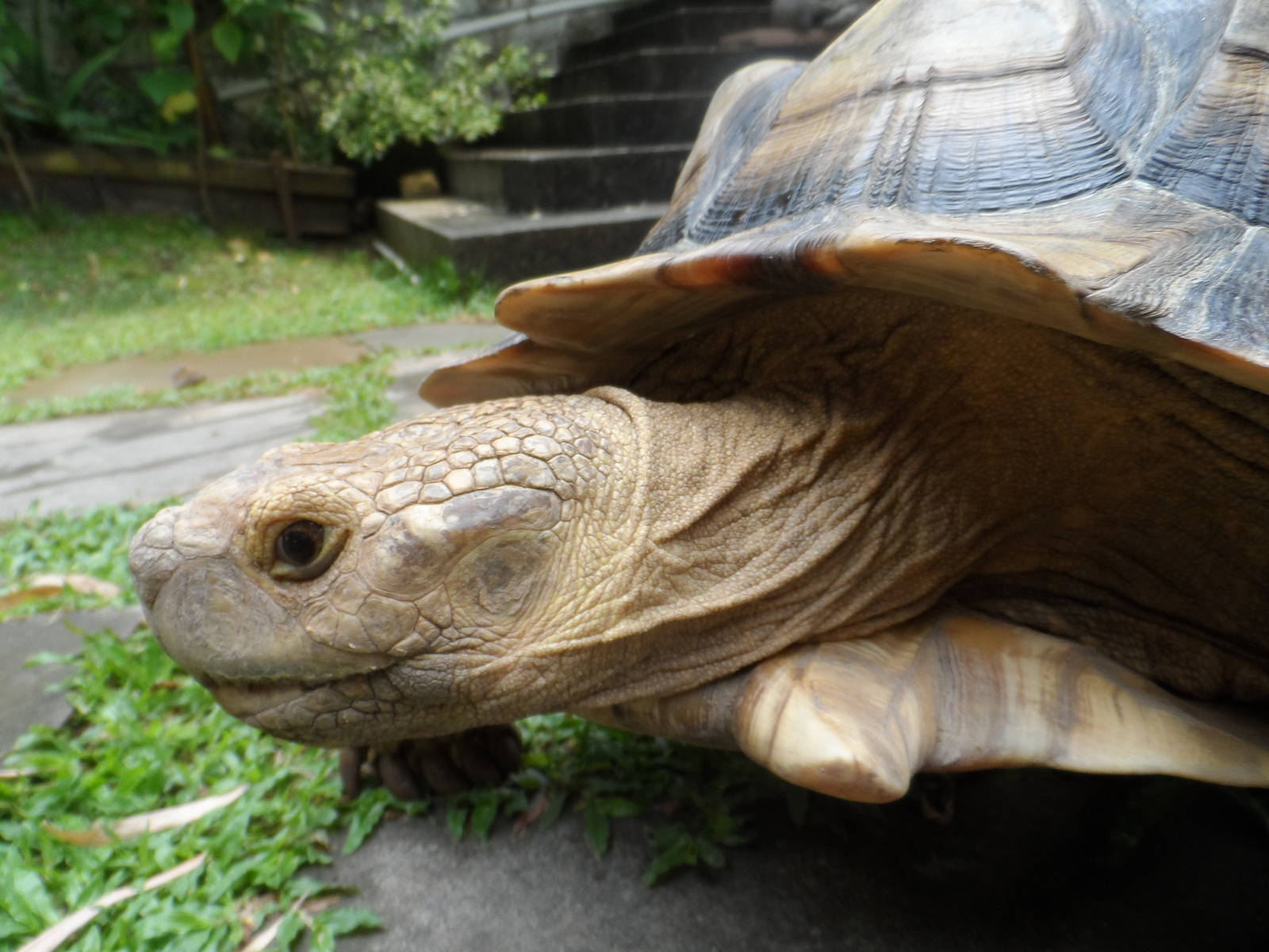 Sulcata Tortoise