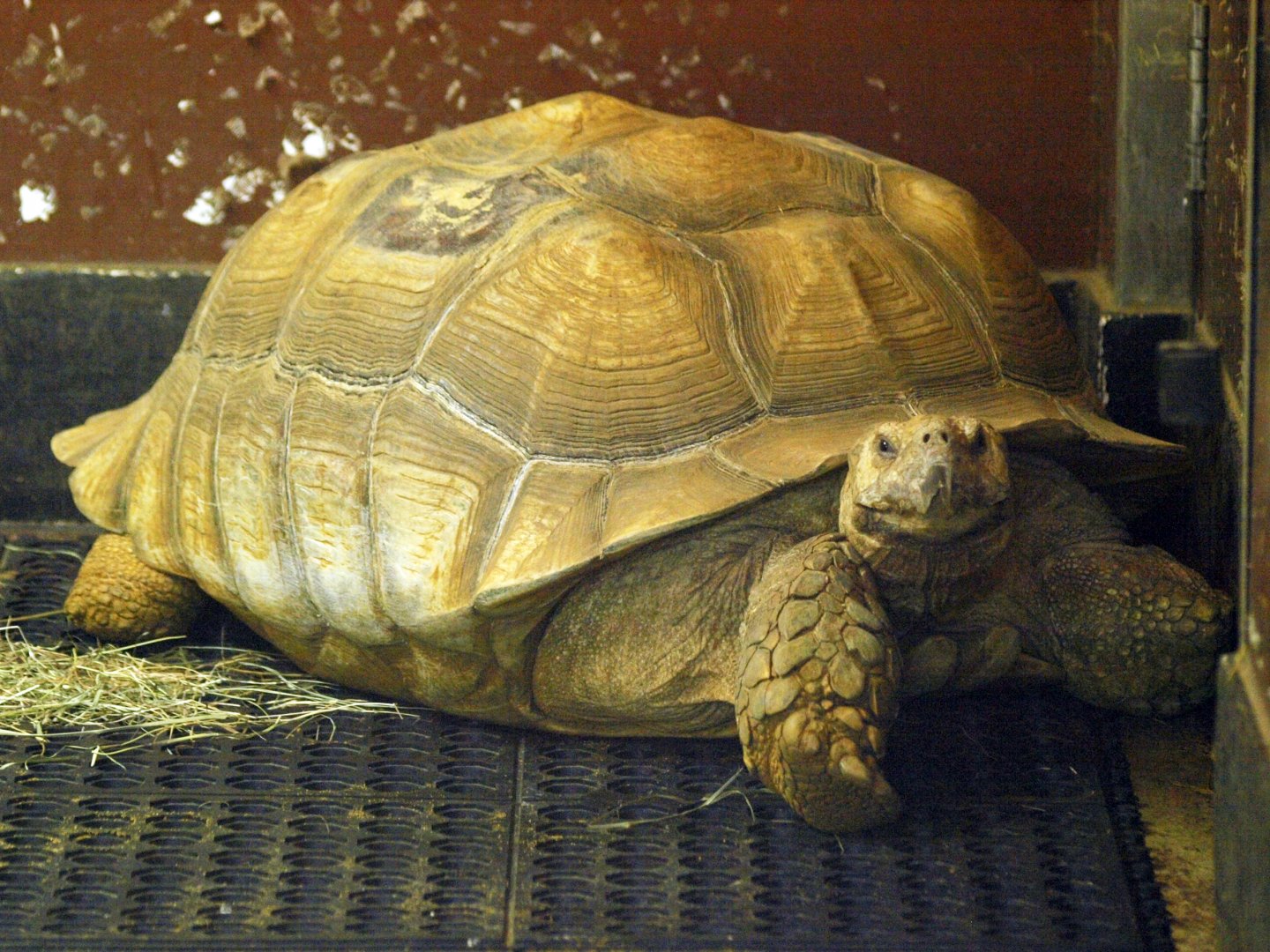 Sulcata tortoise