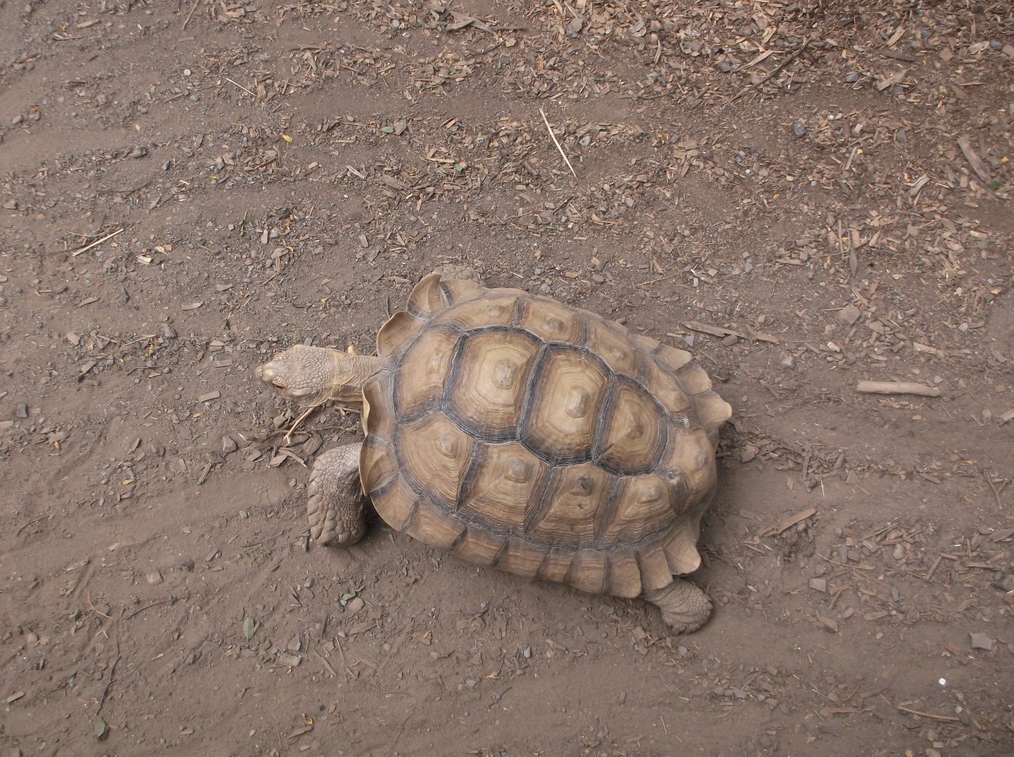 Sulcata Tortoise