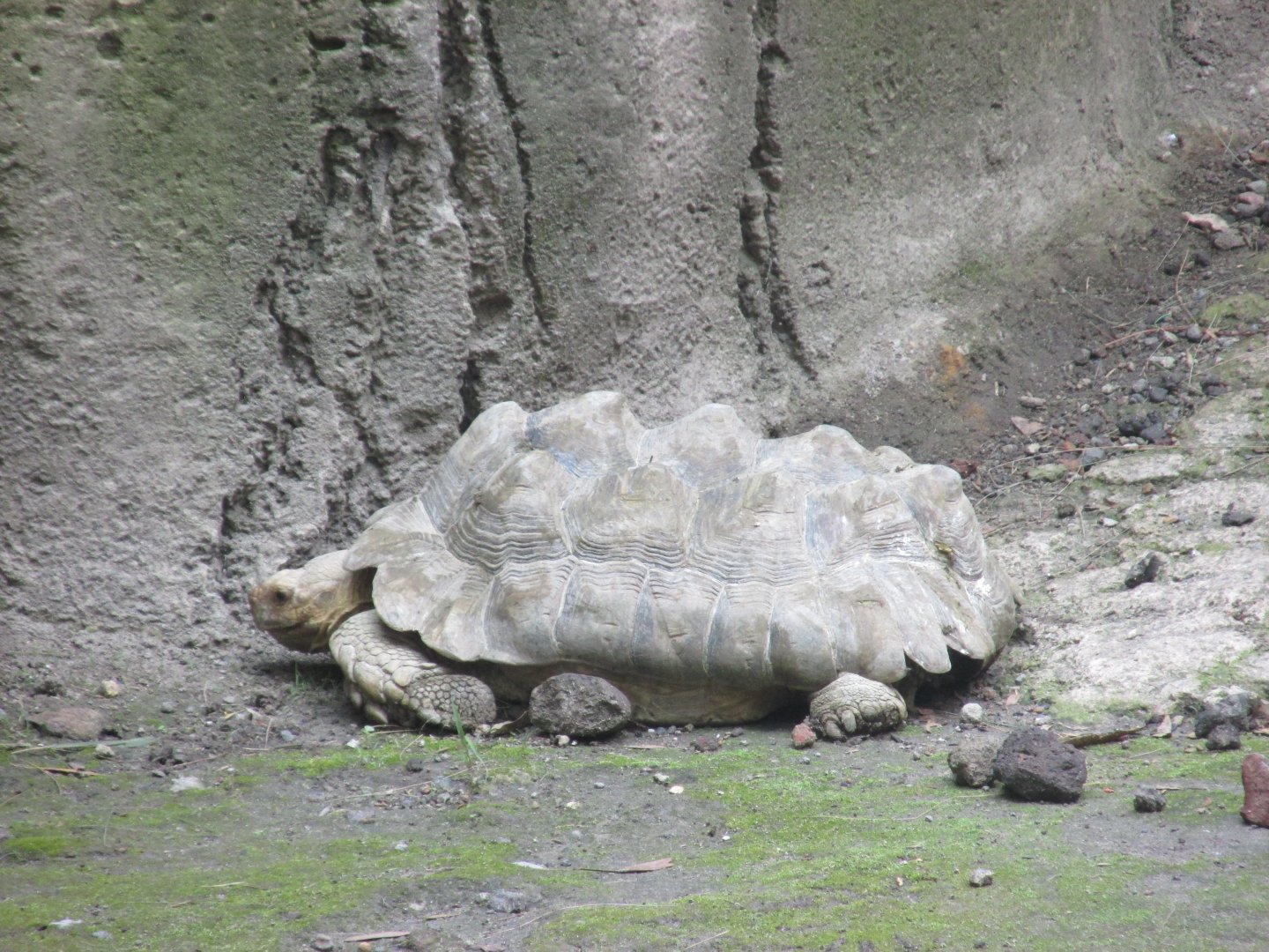 sulcata tortoise