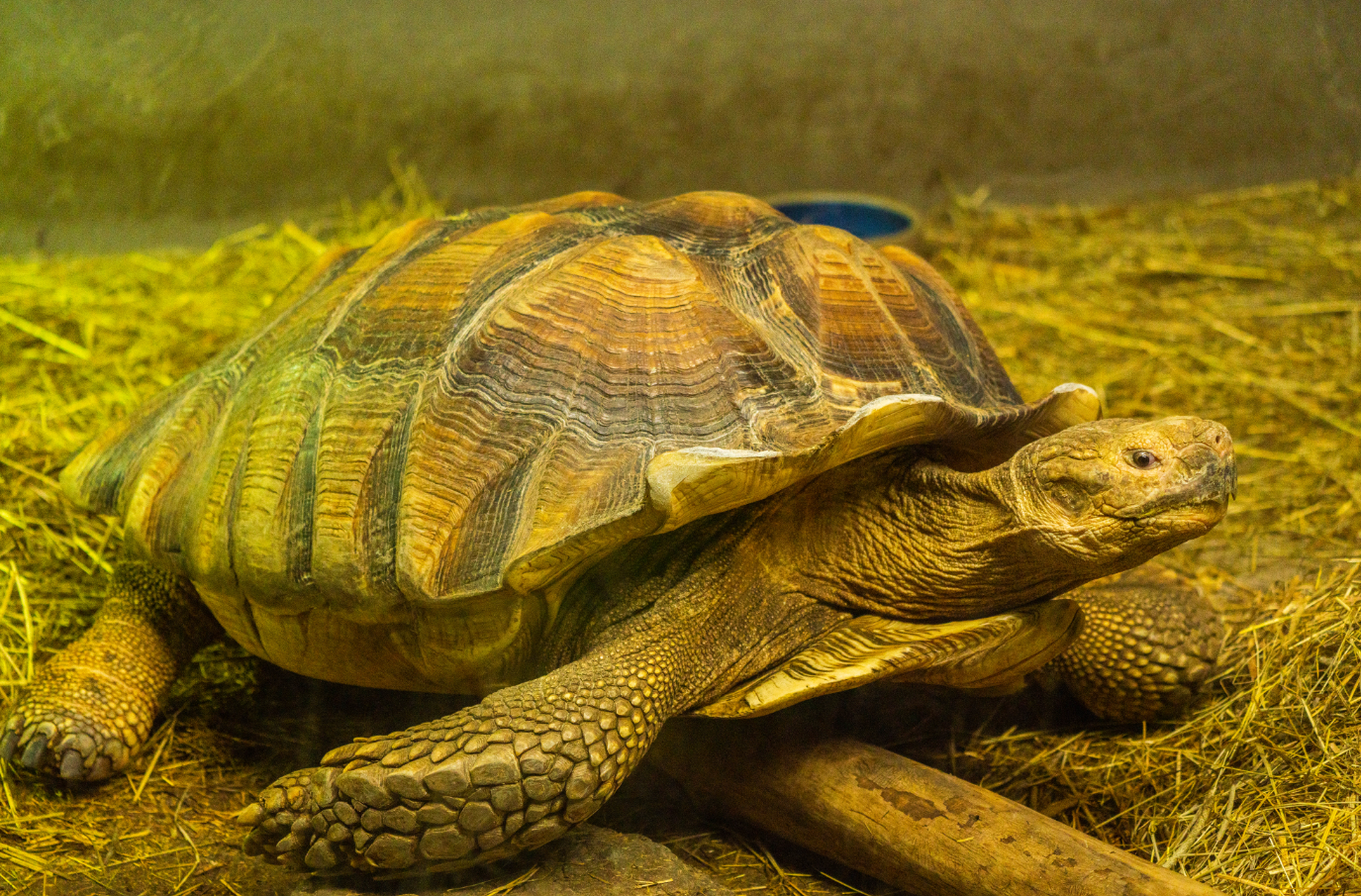 Sulcata Tortoise