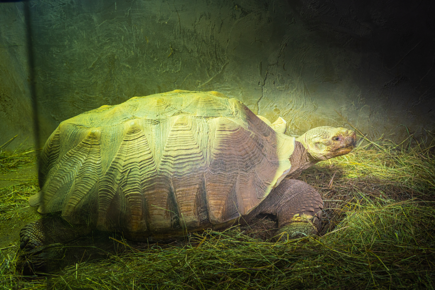 Sulcata Tortoise