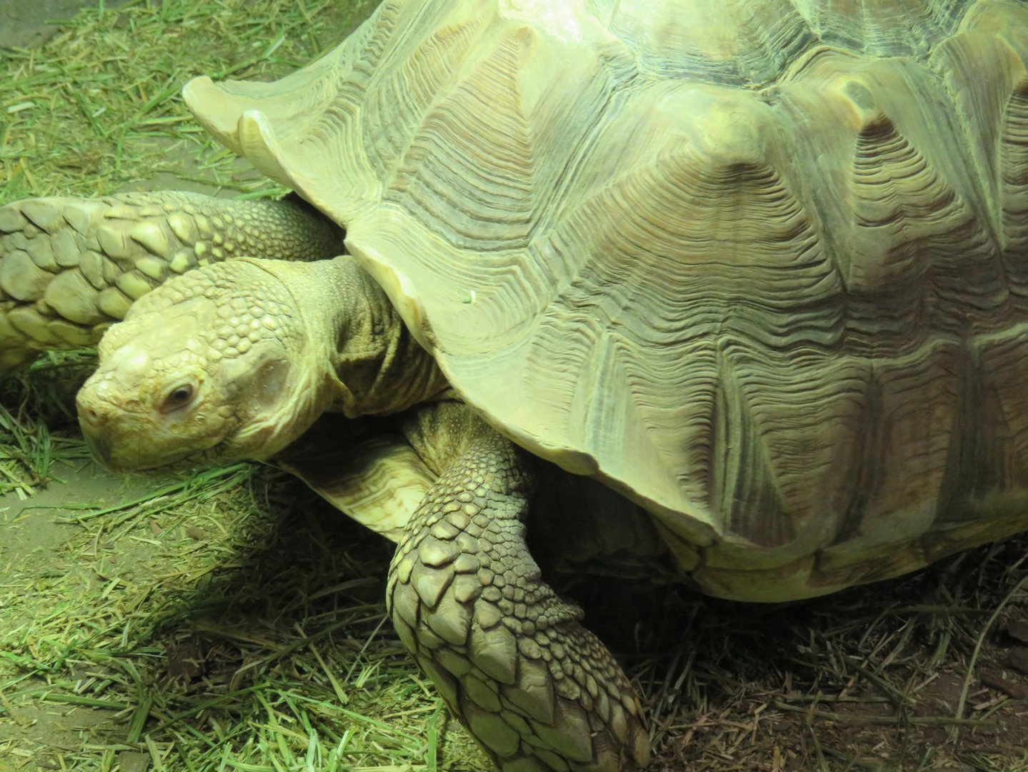 Sulcata tortoise