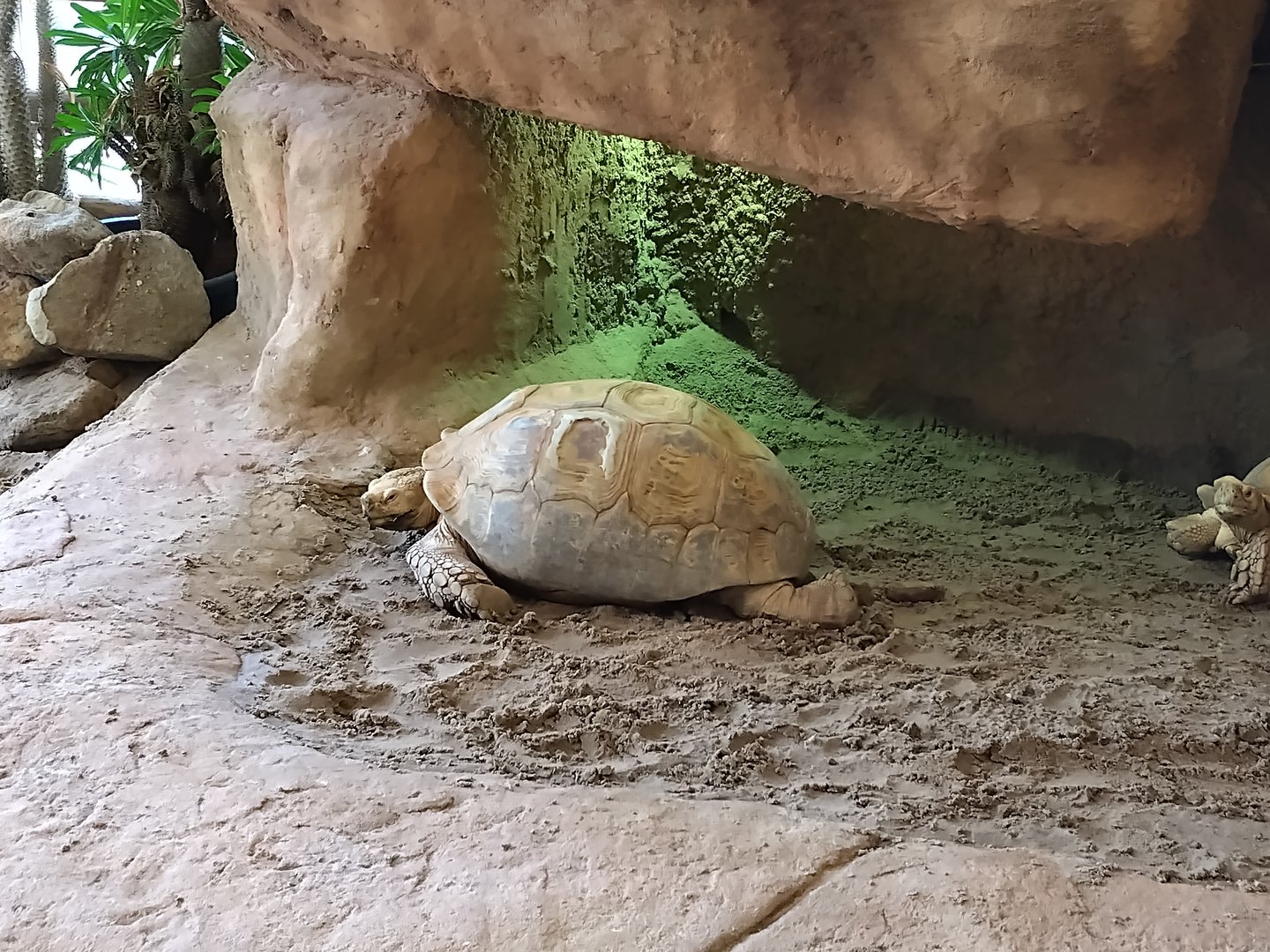 Sulcata tortoise