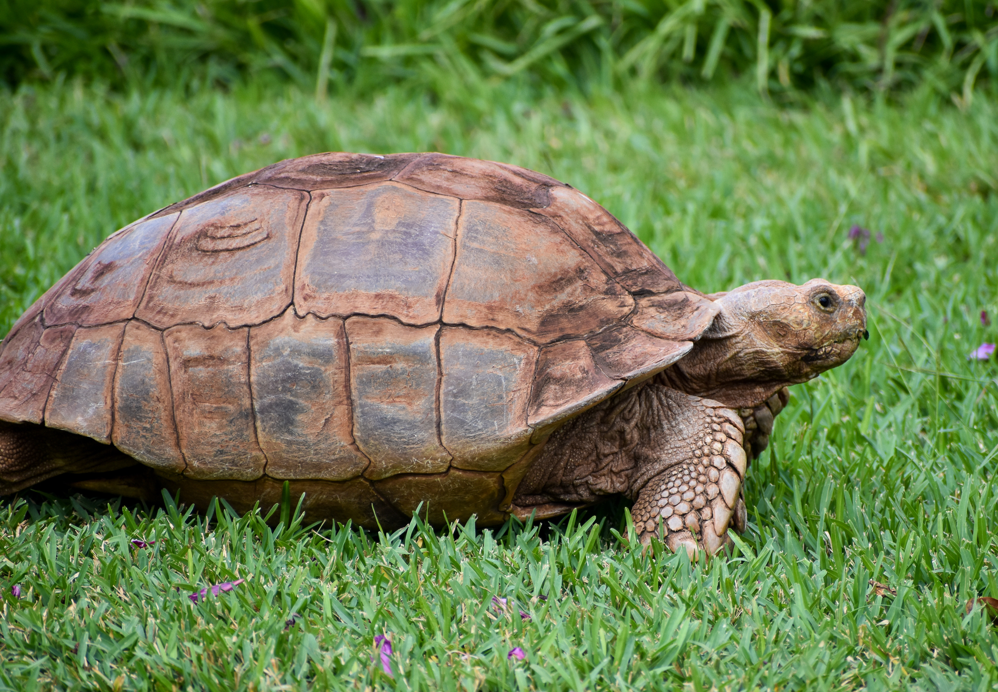 Sulcata Tortoise