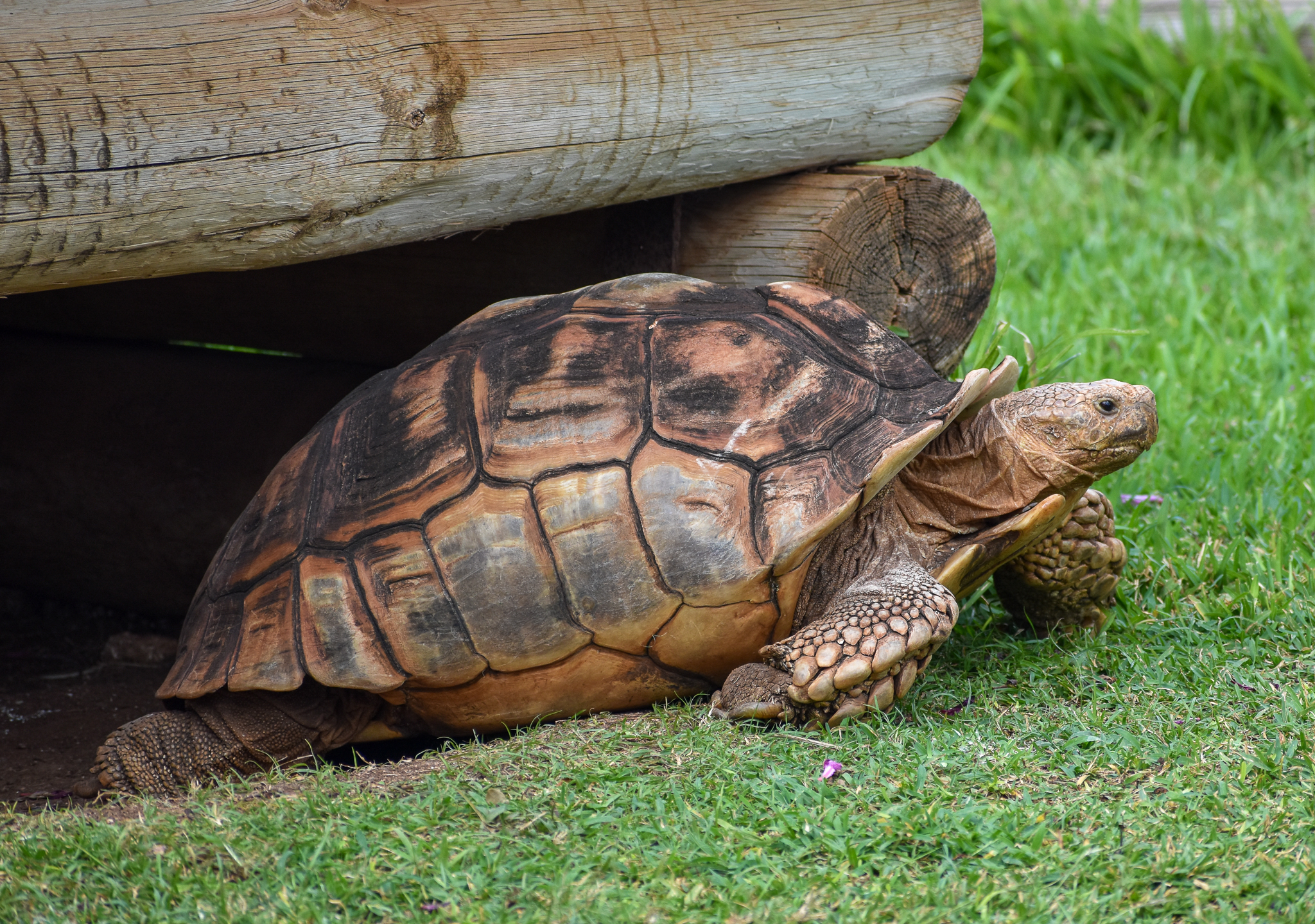 Sulcata Tortoise