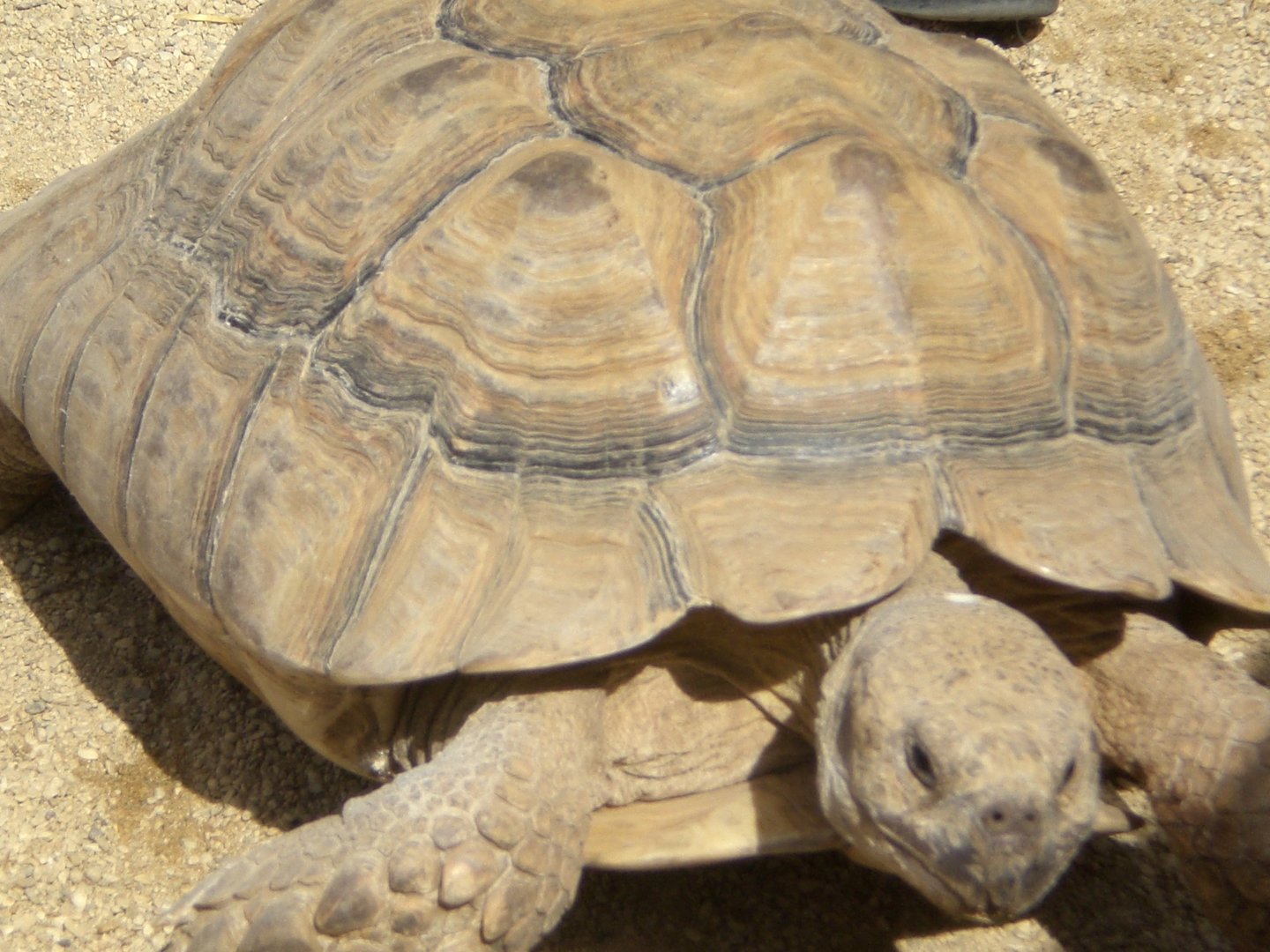 Sulcata tortoise