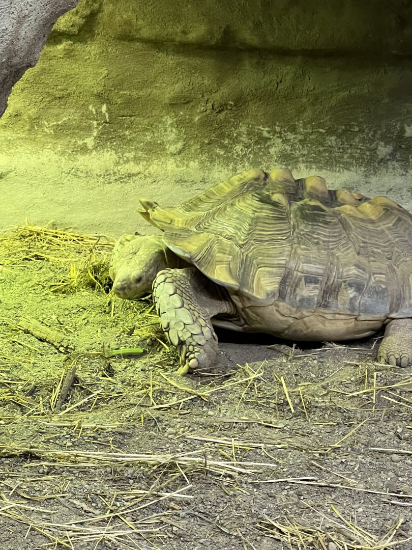 Sulcata Tortoise
