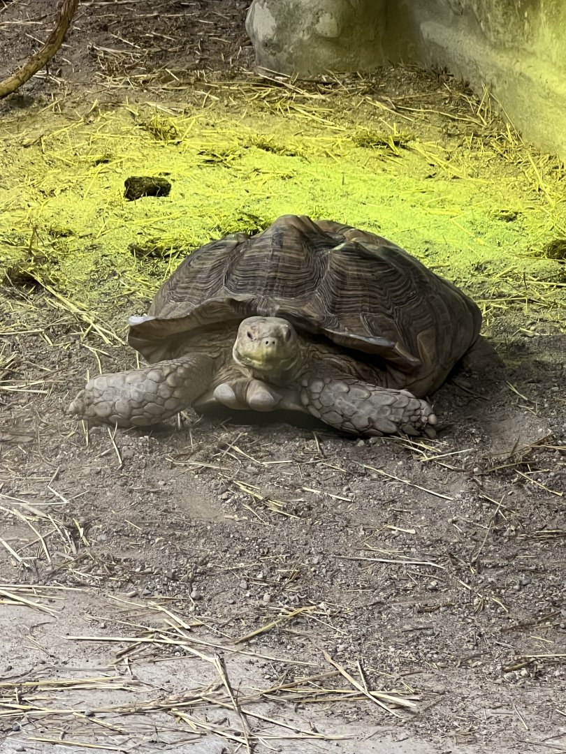 Sulcata Tortoise
