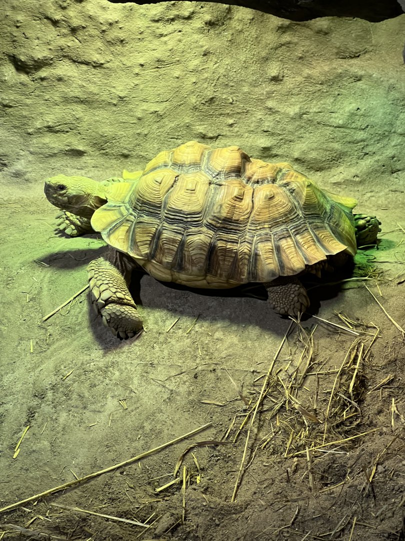 Sulcata Tortoise