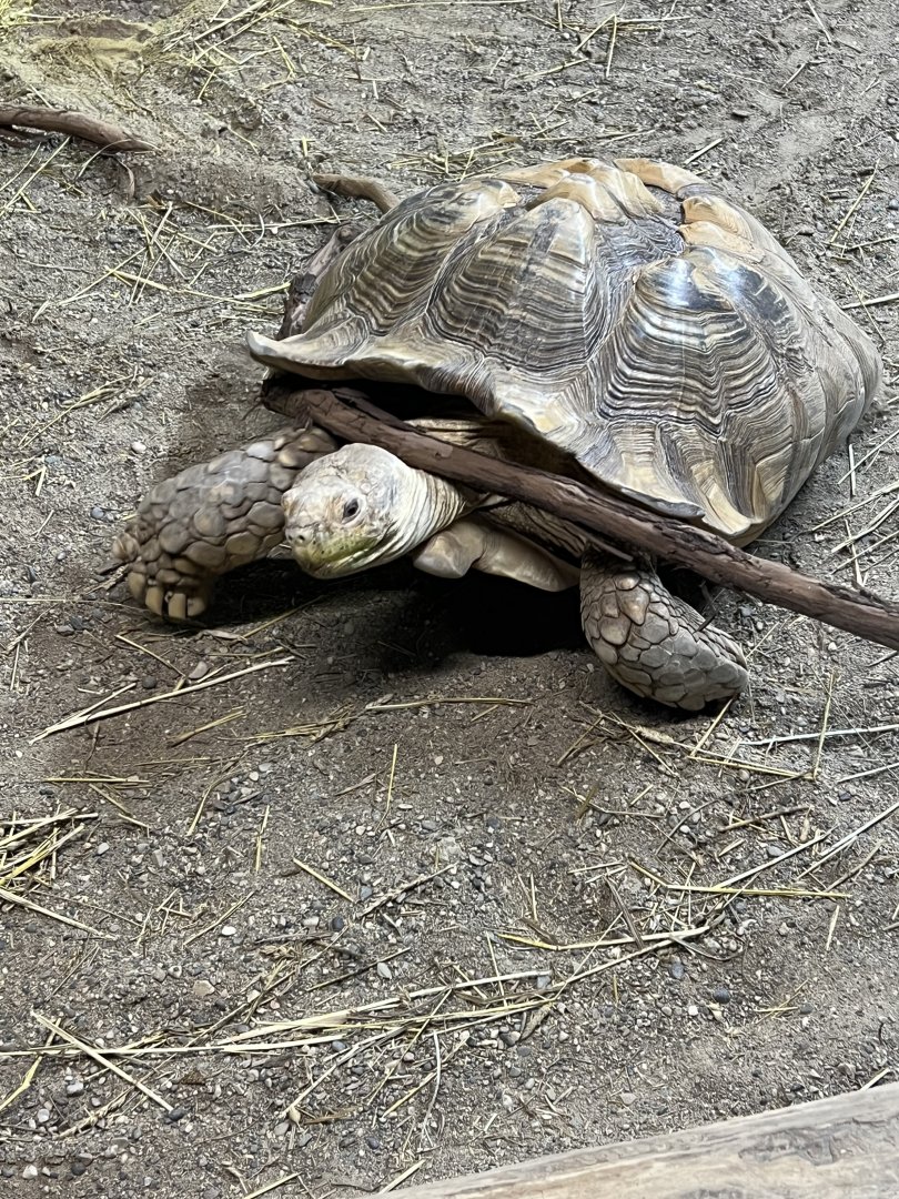 Sulcata Tortoise