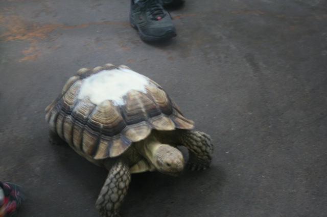 Sulcata Tortoise