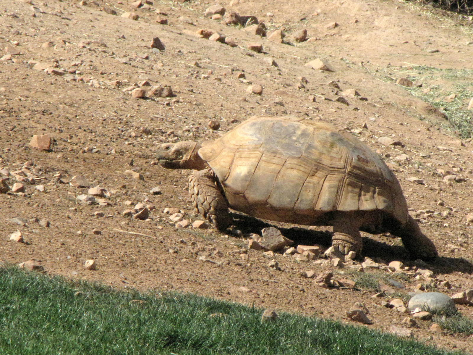 Sulcata Tortoise