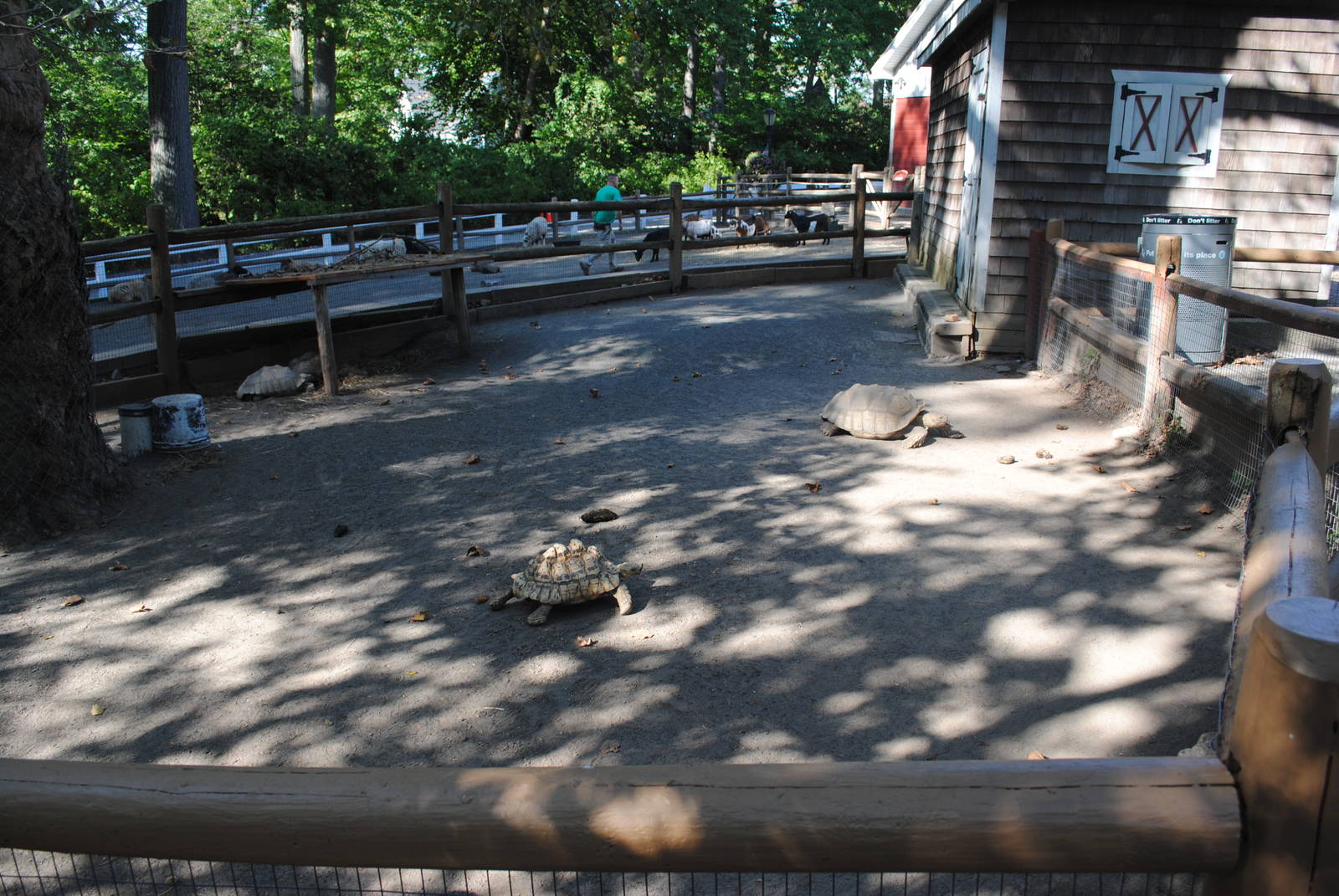 Sulcata Tortoises exhibit