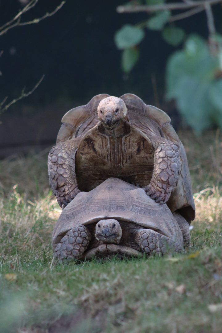 Sulcata tortoises mating - 6 September 2021