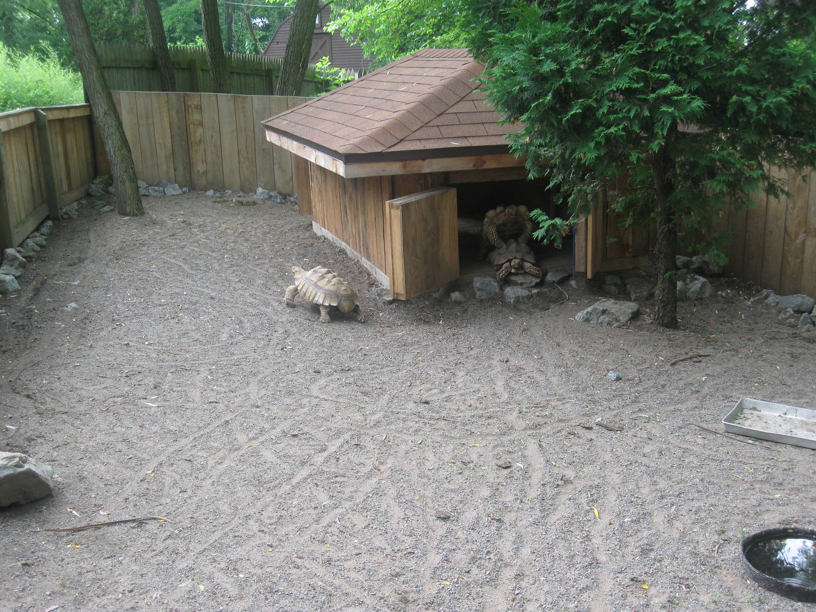 Sulcata Tortoises