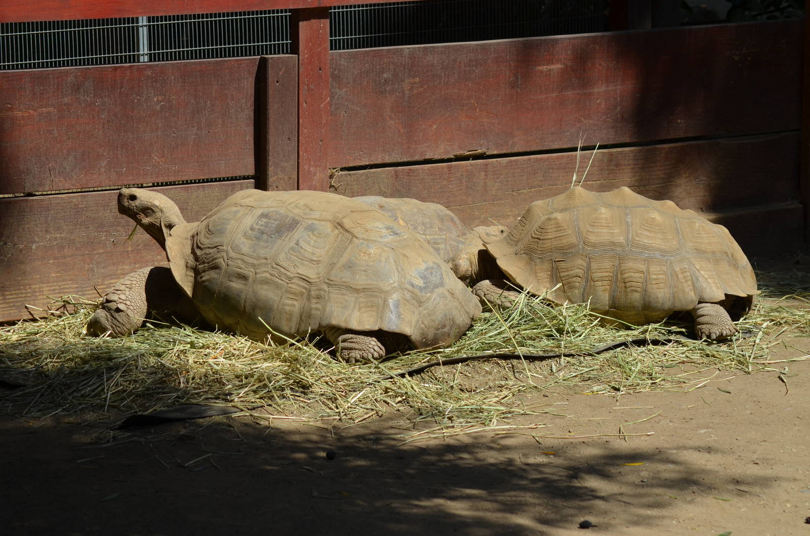 Sulcata Tortoises