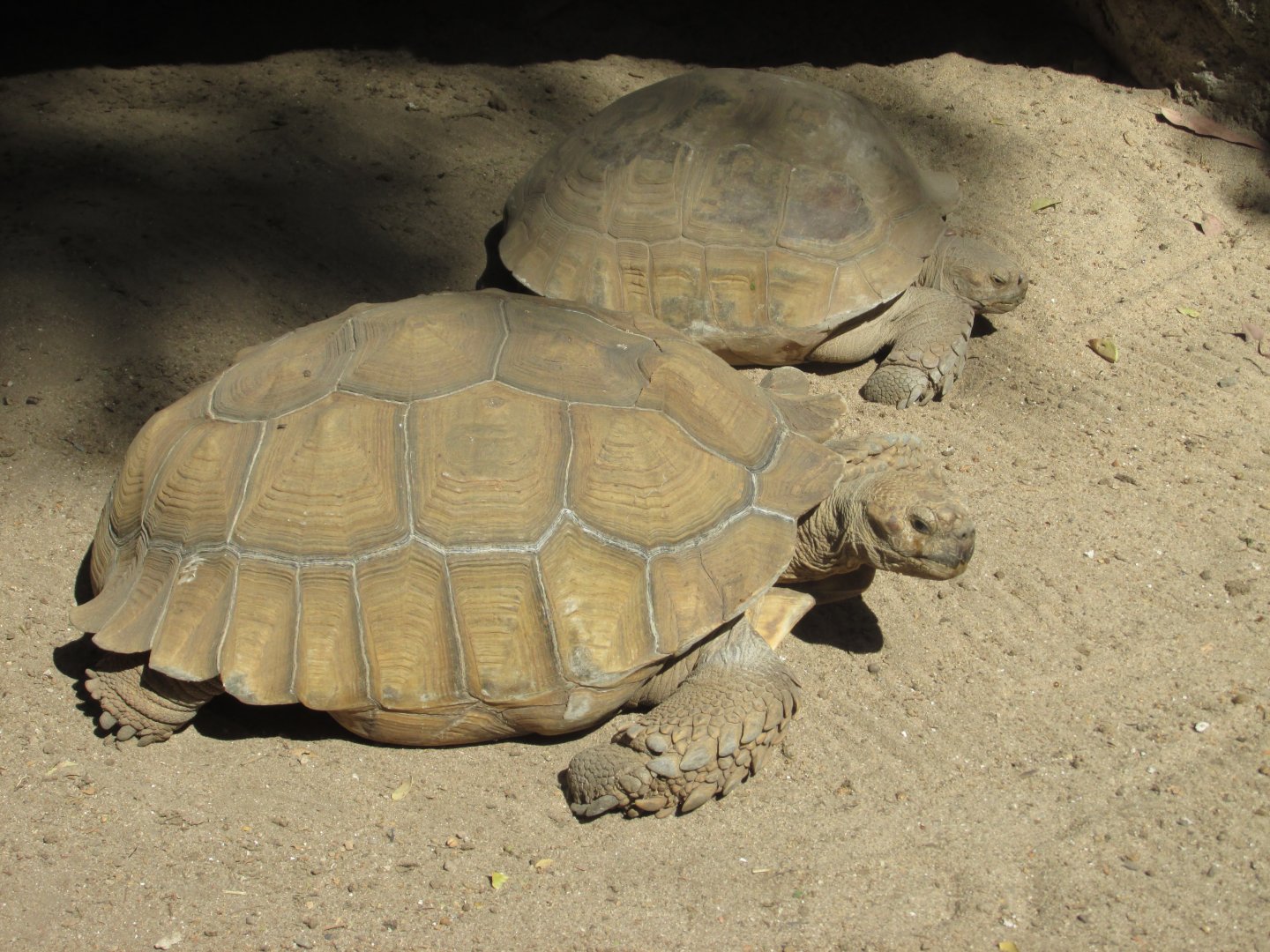 sulcata tortoises