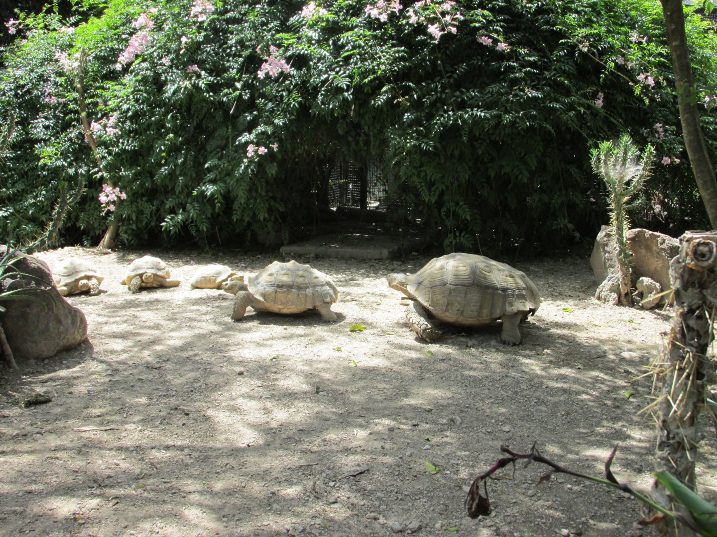 sulcata tortoises