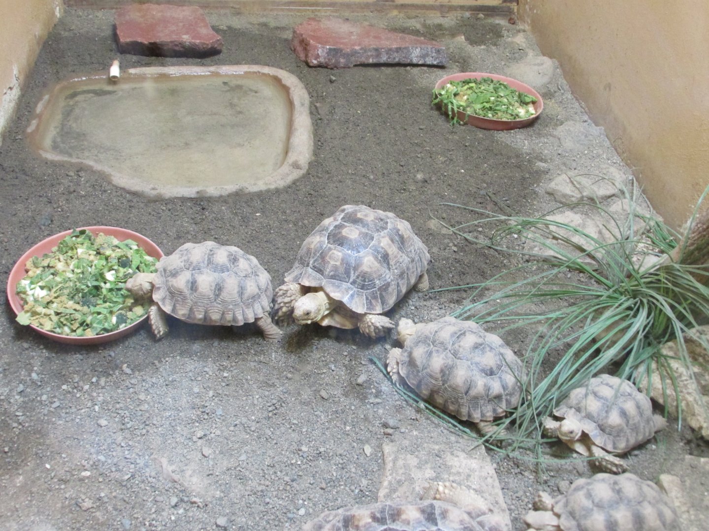 SULCATA TORTOISES