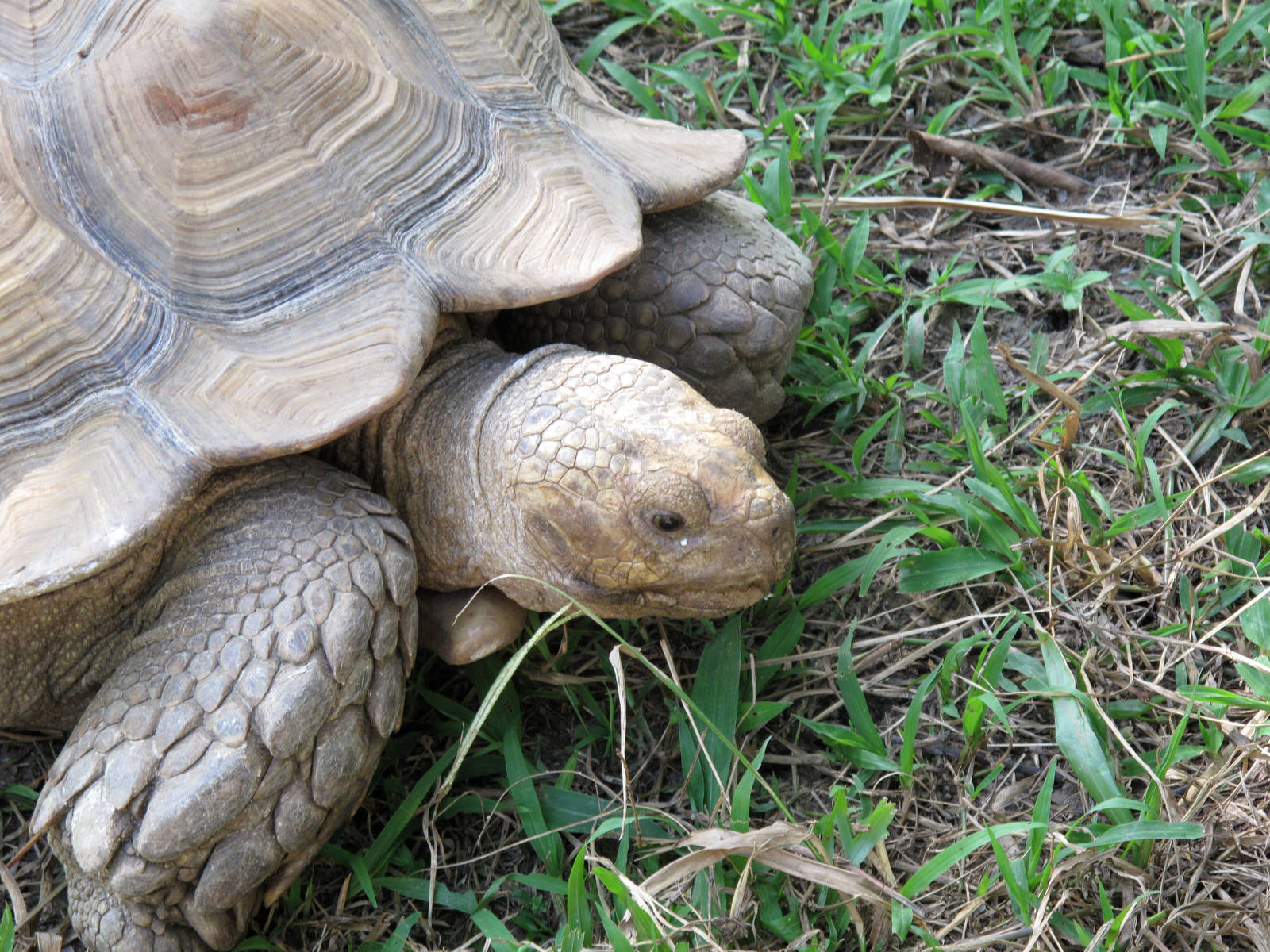 Sulcata