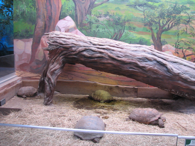 Sulcated tortoise exhibit