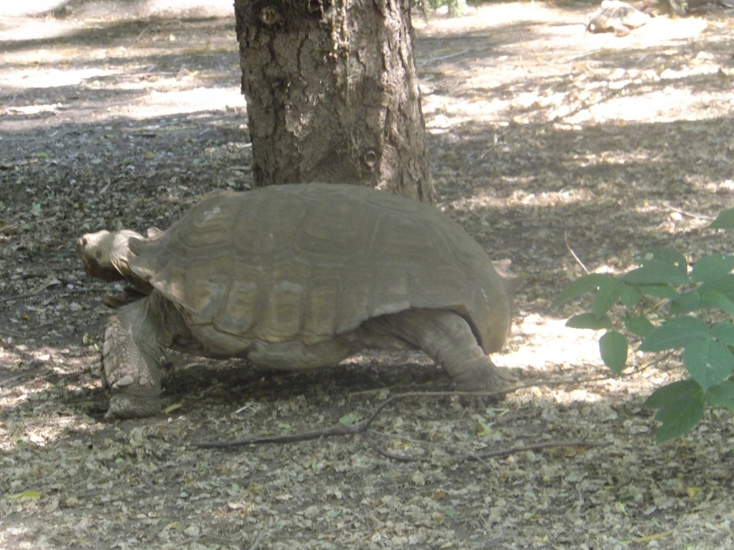 Sulcated tortoise
