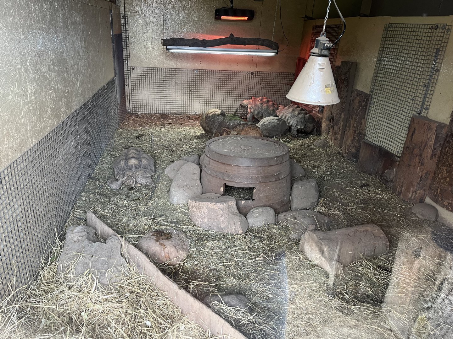 Sulcatta and meerkat indoors 1.9.25