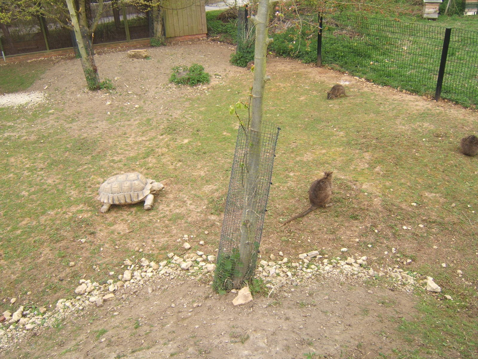 Sulcatta and Parma Wallaby enclosure
